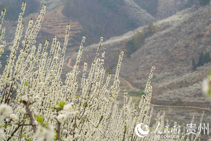 李花綻放裝點了六馬鎮。人民網 陽茜攝