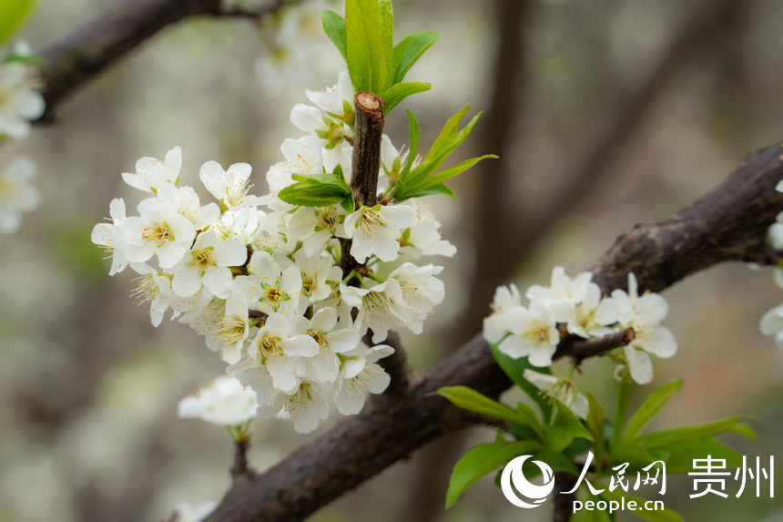 六馬鎮迎來了一年中“最浪漫”的季節。人民網 陽茜攝