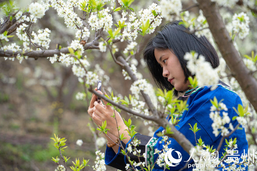 游客前來六馬鎮欣賞李花綻放。人民網 陽茜攝