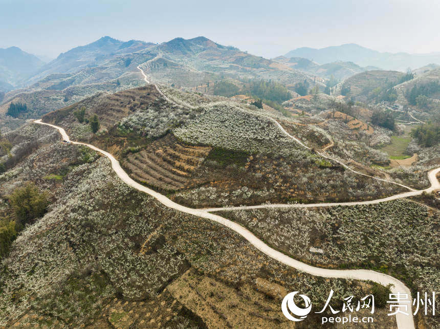鎮寧縣六馬鎮的李花遍布山頭。人民網 陽茜攝