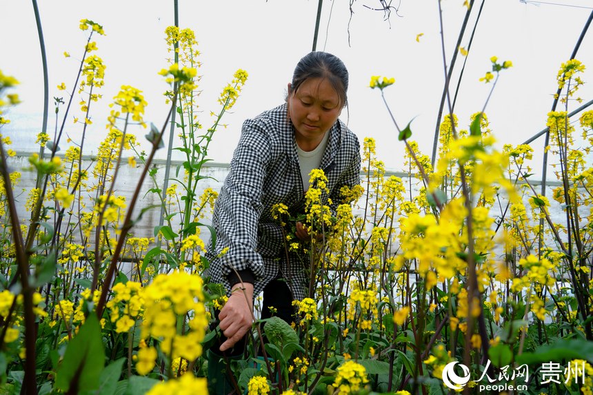 村民在保溫大棚里查看蔬菜的生長狀態。人民網 陽茜攝