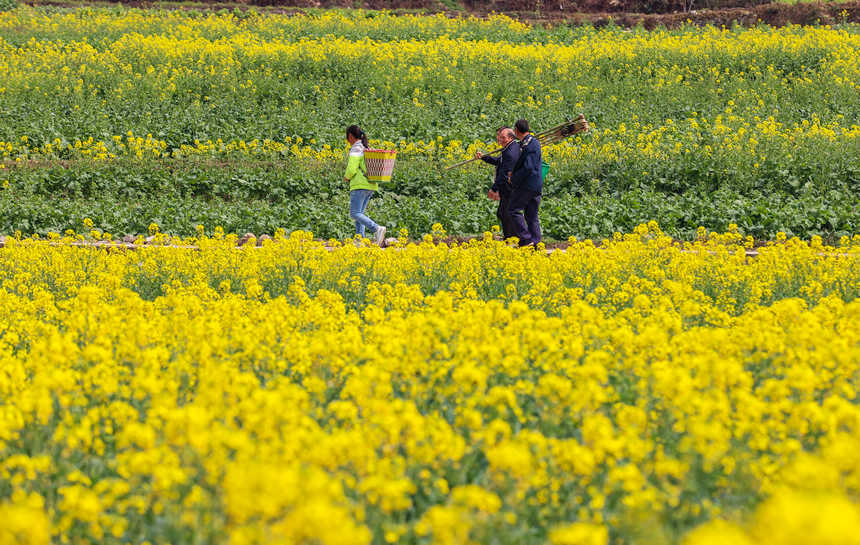 群眾行走在油菜田間。