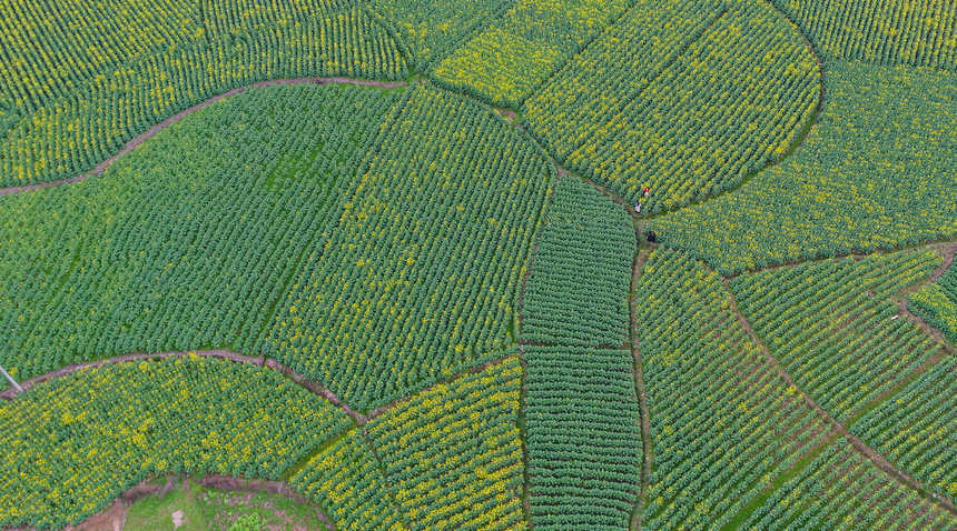 游客在油菜田間游玩。