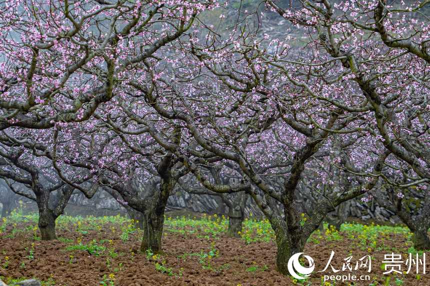 盛放的桃花搖曳在春風里。人民網 陽茜攝