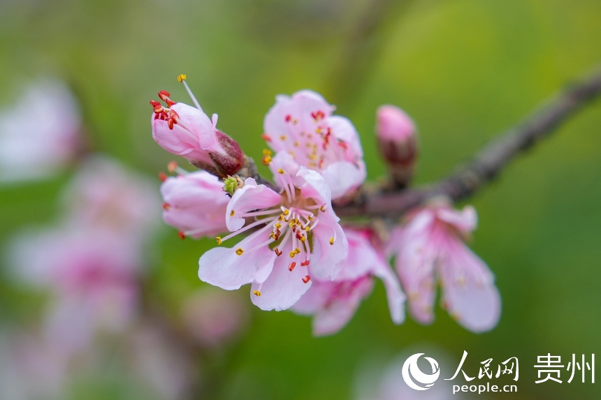 永樂鄉的桃花迎來盛開期。人民網 陽茜攝
