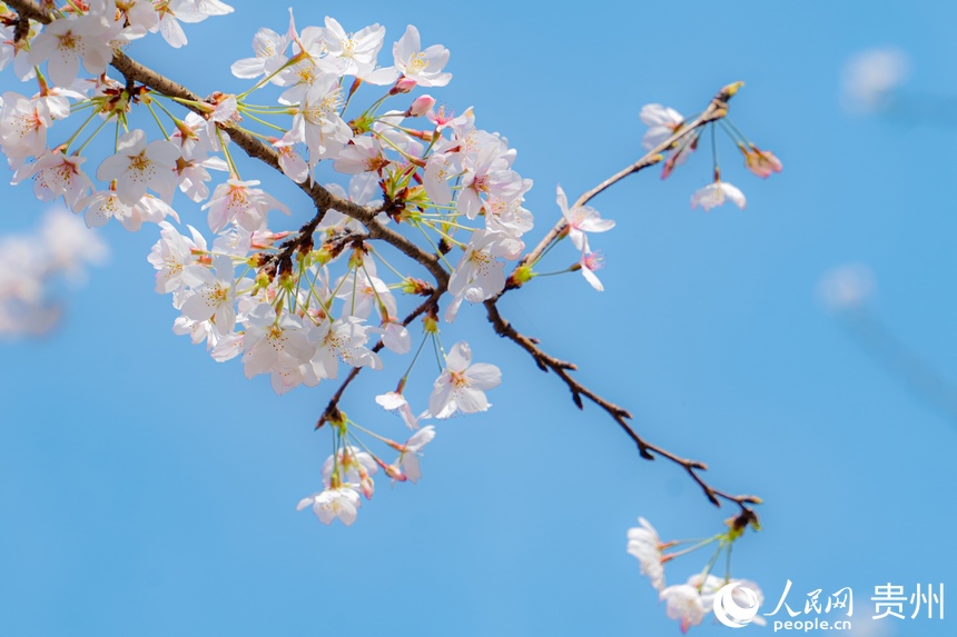 本輪花期預計將持續至三月底。人民網 陽茜攝
