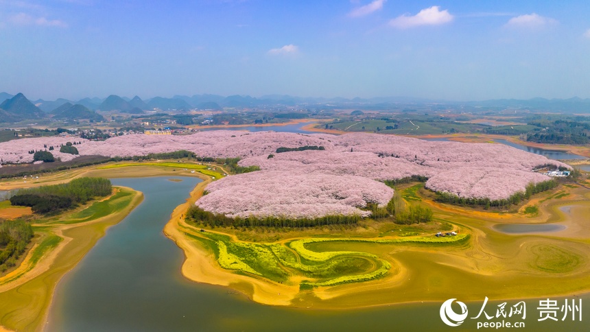 粉色櫻花油菜花遙相輝映。人民網 陽茜攝