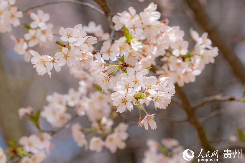 嬌艷欲滴的櫻花綻放在枝頭。人民網 陽茜攝