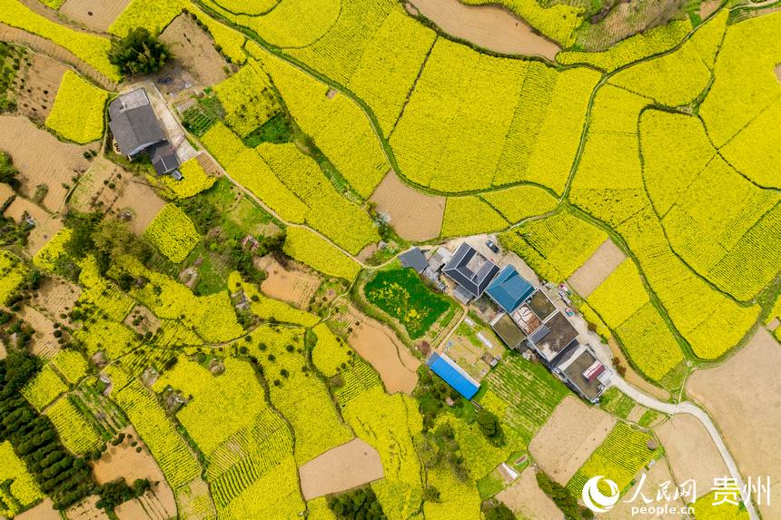 航拍桐梓縣官倉鎮的油菜花田。人民網 涂敏攝