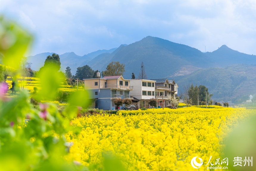 掩映在油菜花叢中的民居。人民網 涂敏攝