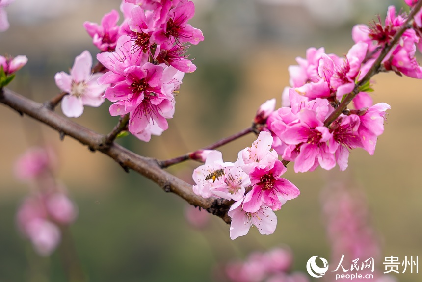盛開的桃花。人民網記者 涂敏攝