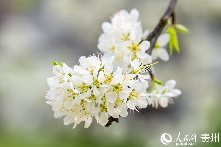 盛開的李花。人民網記者 涂敏攝