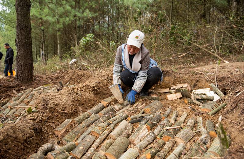3月25日，安樂溪鄉安樂村村民培植麻床。李學友攝