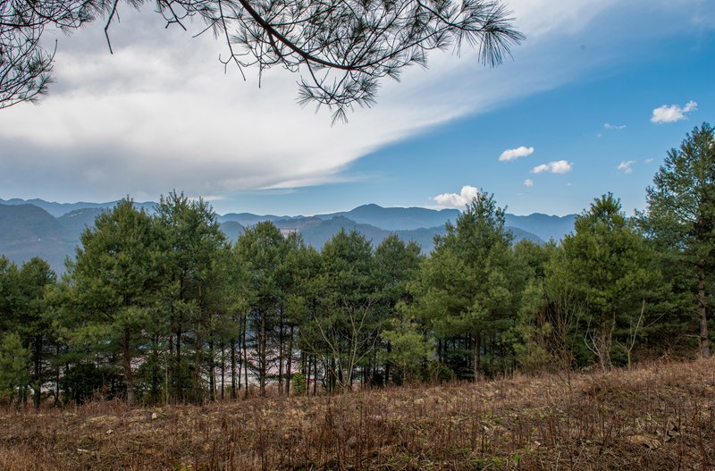 3月25日，安樂溪鄉安樂村林下天麻種植基地迎來多日不見的燦爛陽光。李學友攝