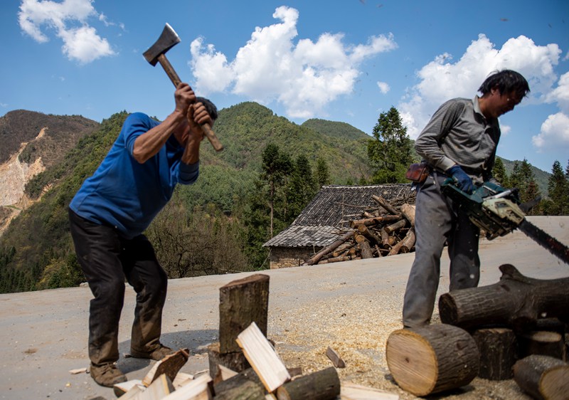 3月25日，安樂溪鄉小河村村民加工天麻種植輔助菌材。李學友攝