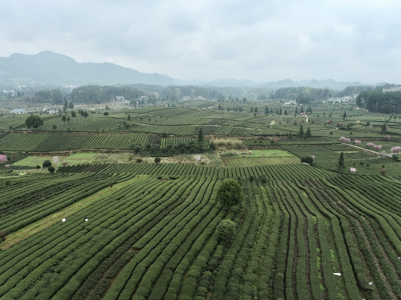 俯瞰茶海之心。肖曉夢攝