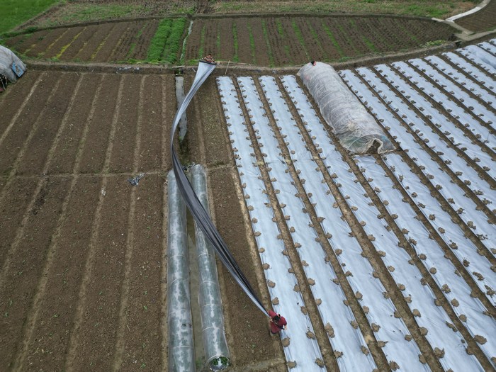 凱里市下司鎮馬場村村民在地里鋪地膜種植蔬菜。