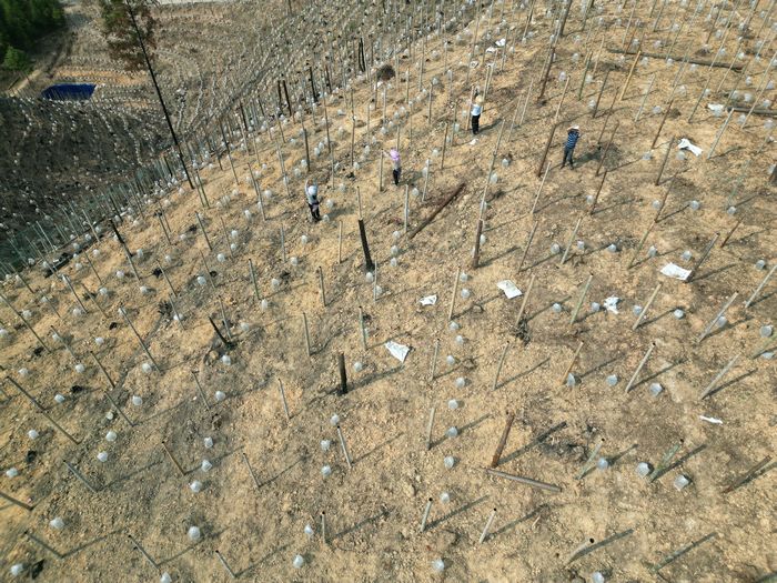 從江縣貫洞鎮貫洞村羅漢果種植基地。