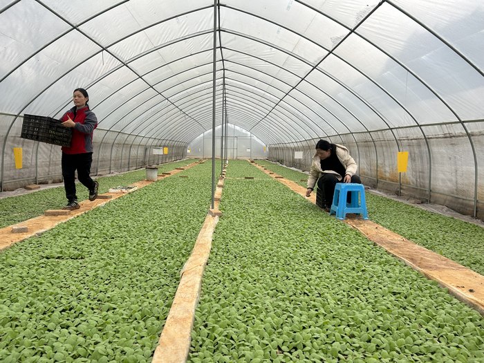 凱里市碧波鎮碧波村村民在煙葉育苗基地管護煙苗。