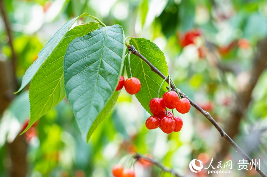 如瑪瑙一般鮮艷的櫻桃掛于枝頭。人民網 陽茜攝