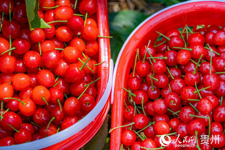 已裝籃準備售賣的鎮寧櫻桃。人民網 陽茜攝