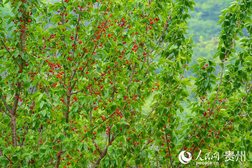 鎮寧櫻桃掛滿樹枝。人民網 陽茜攝