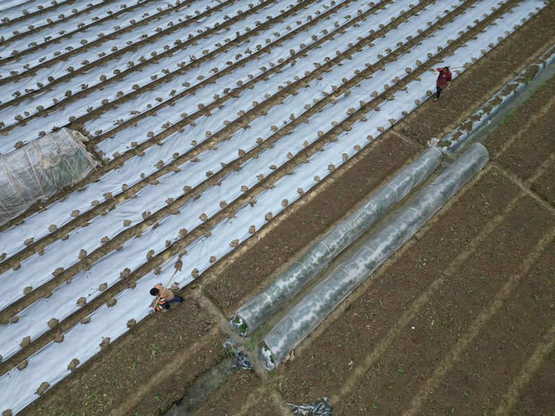 凱里市下司鎮馬場村春耕忙。龍令智攝