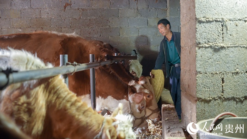 5 海元村村民冷統乖和他養殖的牛。人民網記者 涂敏 攝