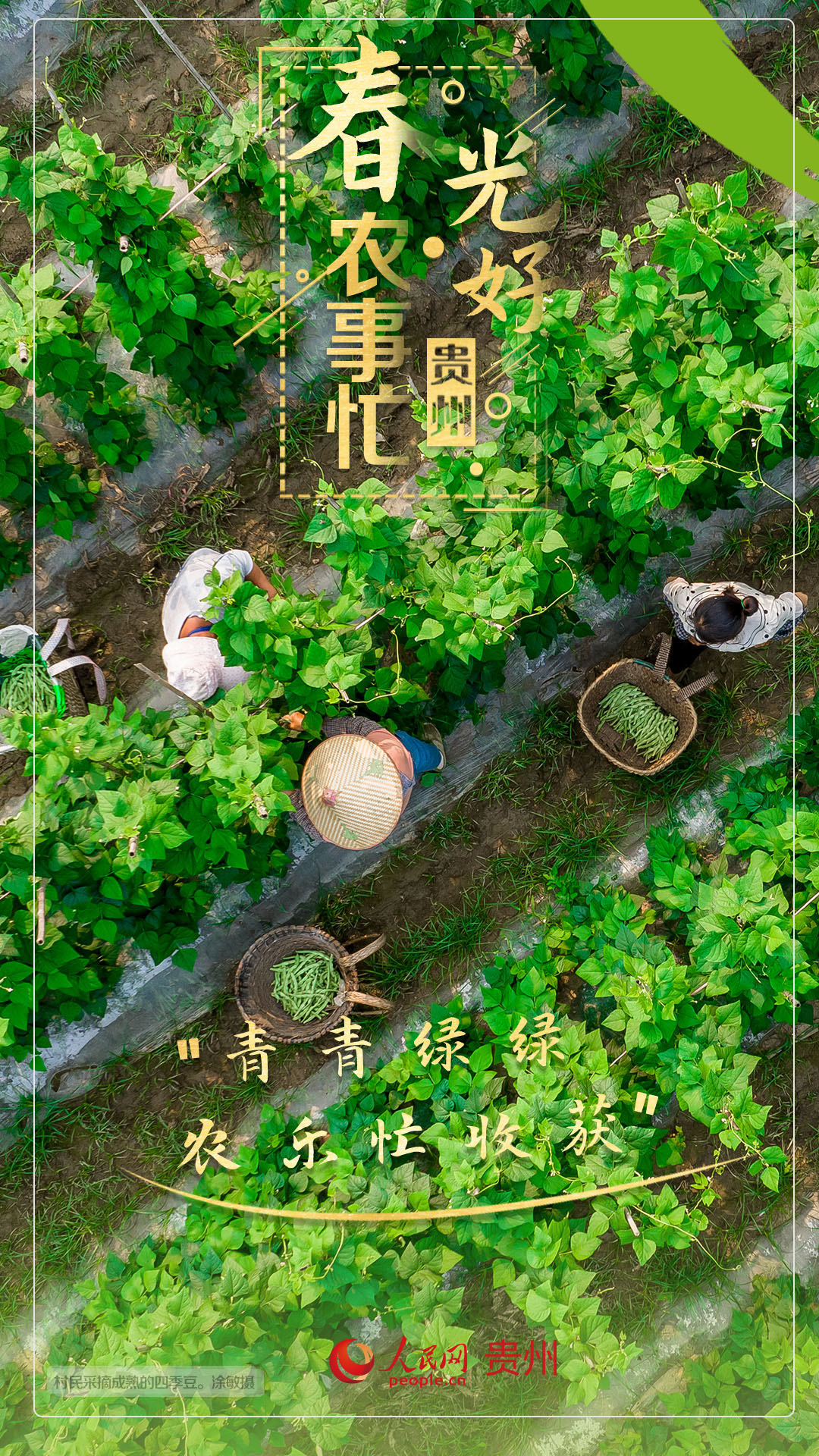 “青青綠綠 農樂忙收獲”。