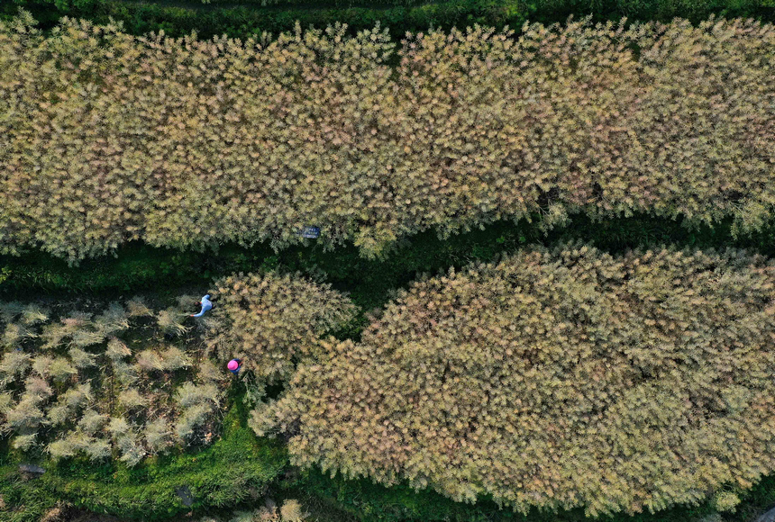 5月5日，村民在收獲油菜籽（無人機照片）。