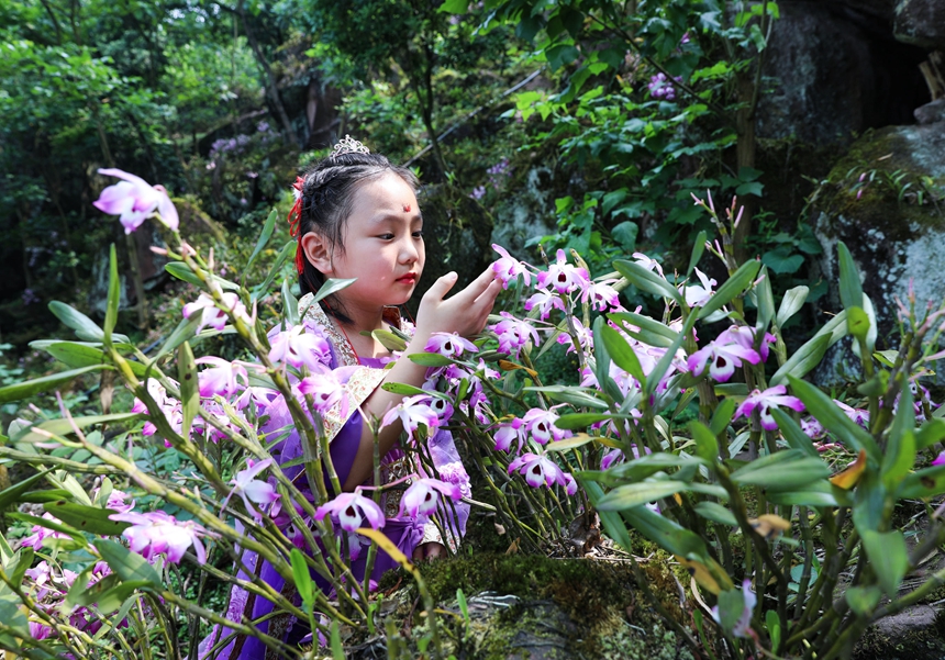 石斛花開引客來。王長育攝