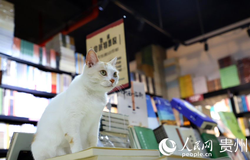 “也閑書局”內的小貓。人民網 顧蘭云攝 