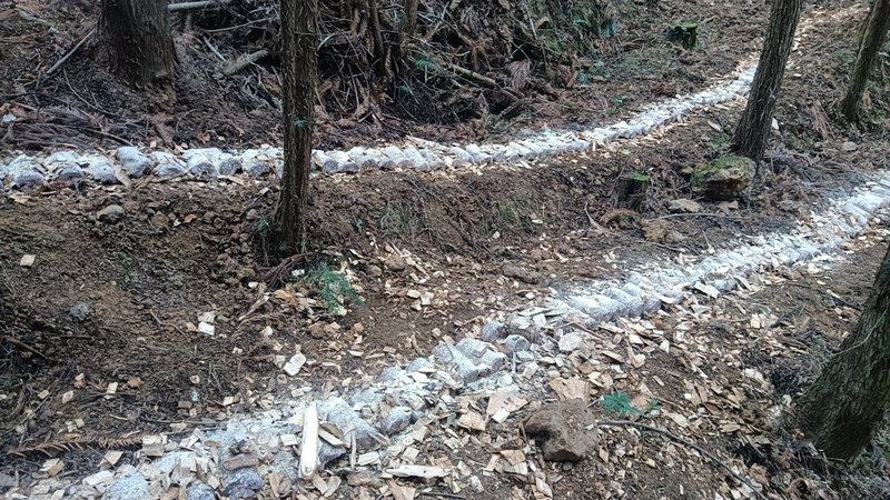 紅托竹蓀菌包。姜繼恒攝