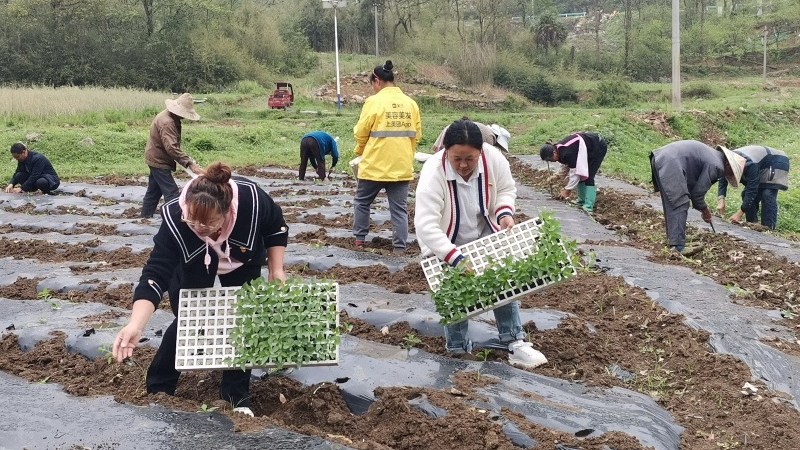 一片熱火朝天的春耕景象。