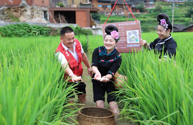通過5G視頻實時查看稻田魚。