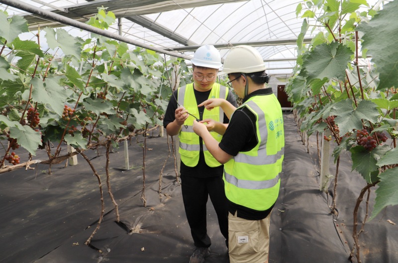 5  圖為實現大棚內自動控制葡萄生長恒定環境，全面提升產業園區生產管理數字化。.jpg
