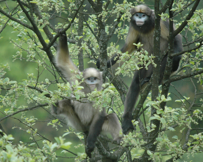 黔金絲猴。雷孝平攝