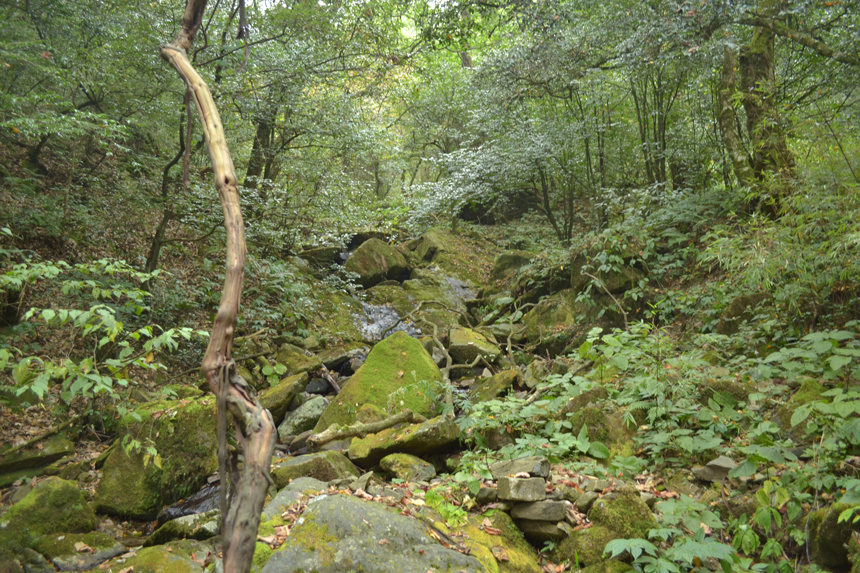黔金絲猴棲息地森林林下狀況。梵凈山管理局供圖