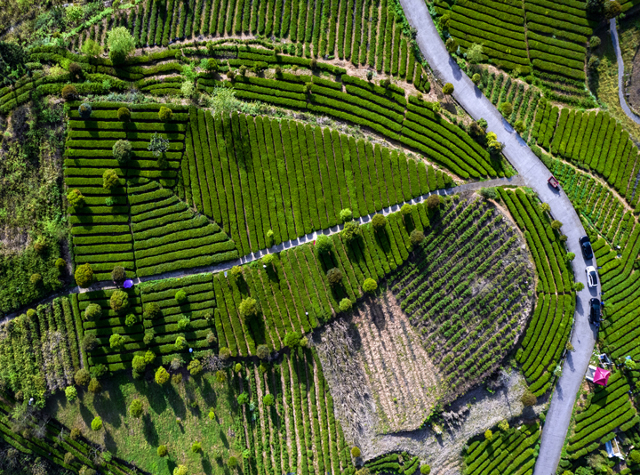 新景鎮姚溪村茶園。銅仁市攝影協會供圖