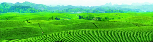 湄潭萬畝“茶?！?。盧現藝攝