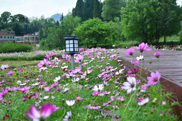 貴州省納雍縣寨樂鎮寨樂景區內，盛開的格?；?。