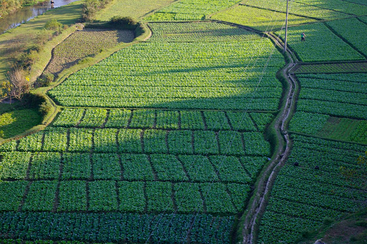 下司鎮清江村供凱蔬菜基地。楊夕蕊攝
