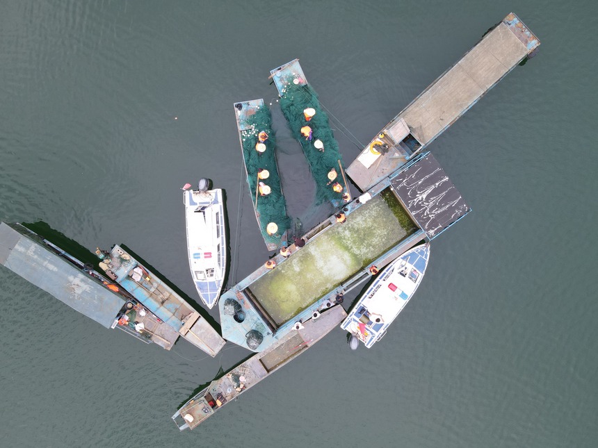 漁場工作人員正在捕撈。馬偉攝