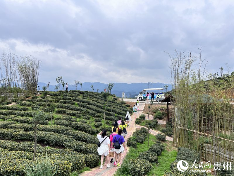  如今的鳳凰山，萬畝茶葉一碧千里。人民網 陳潔泉攝