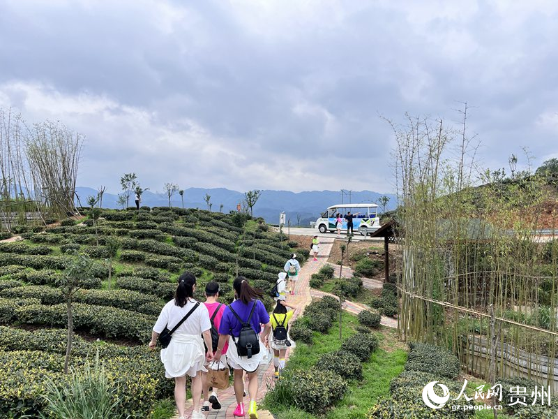 游客正在茶場內賞景。人民網 陳潔泉攝