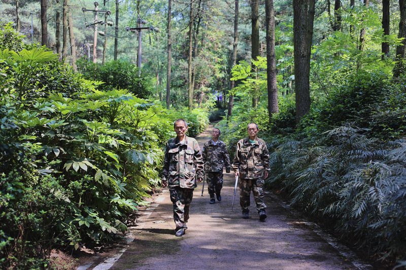 孿生三兄弟護林40余載。