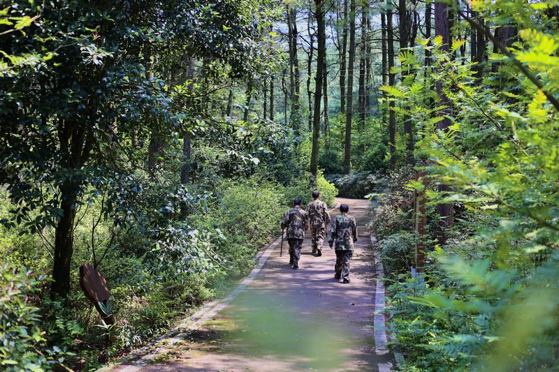 孿生三兄弟護林40余載。