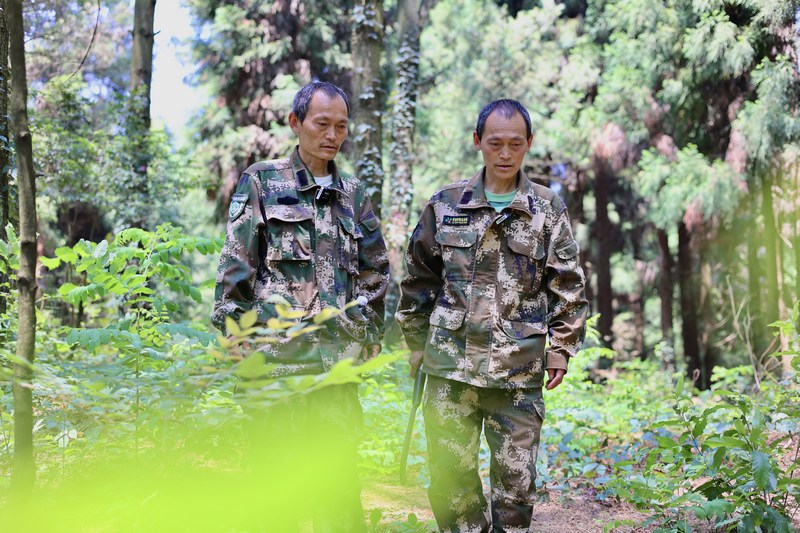 孿生三兄弟護林40余載。