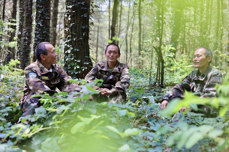 孿生三兄弟護林40余載。