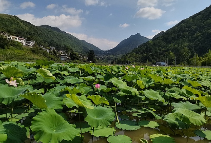 桐梓縣 成片的荷花池。戴密密攝